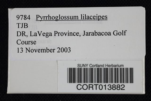 Pyrrhoglossum lilaceipes image