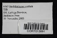 Strobilomyces confusus image