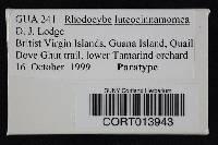 Rhodocybe luteocinnamomea image