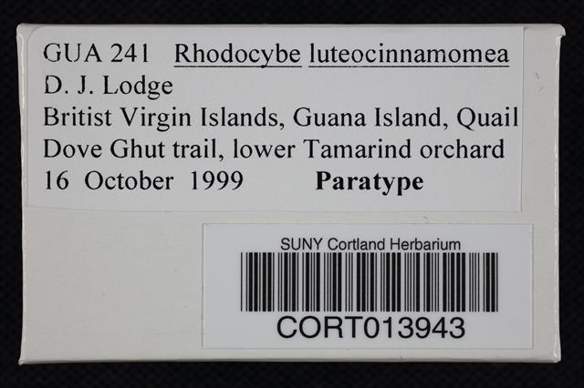 Rhodocybe luteocinnamomea image