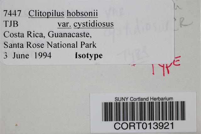 Clitopilus hobsonii var. cystidiosus image