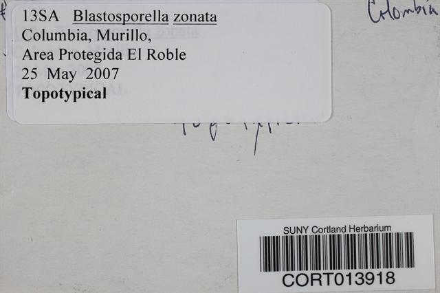 Blastosporella zonata image