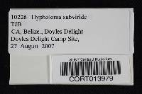 Hypholoma subviride image