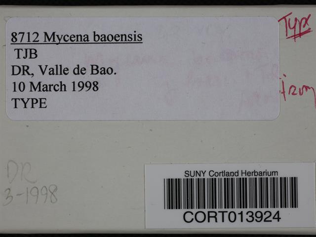 Mycena baoensis image