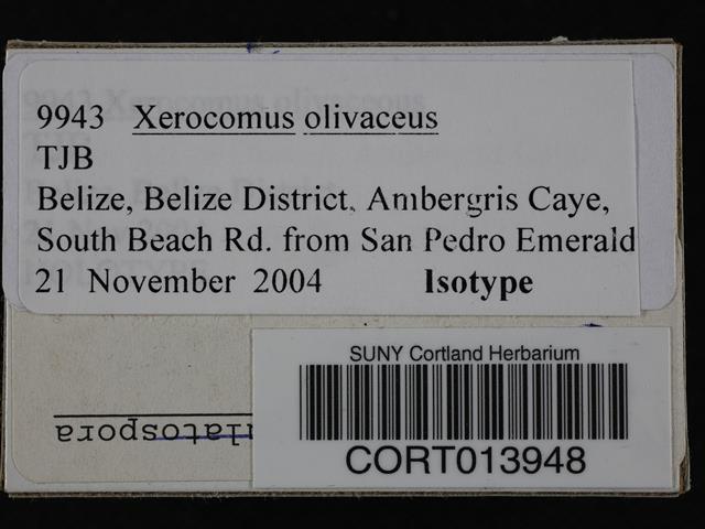 Xerocomus olivaceus image