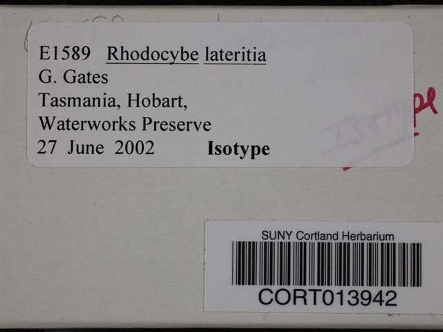 Rhodocybe lateritia image