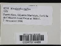 Rhodocybe mellea image