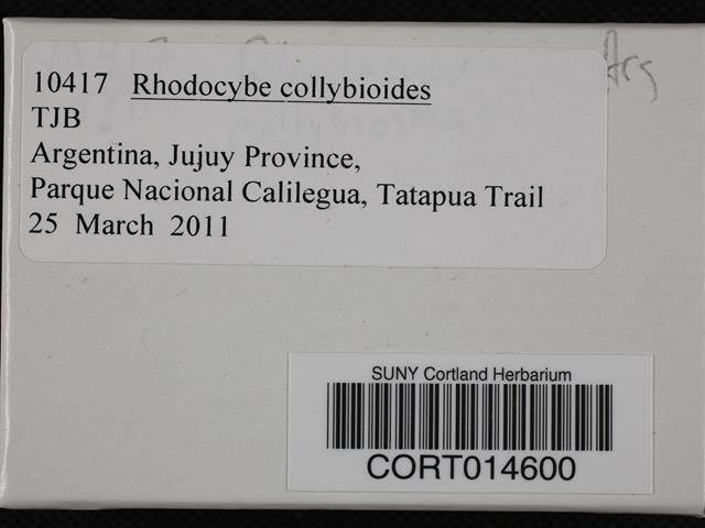 Rhodocybe collybioides image