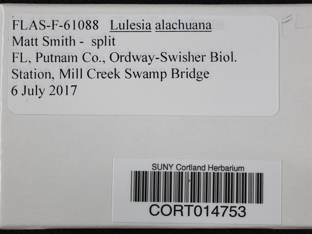 Lulesia alachuana image