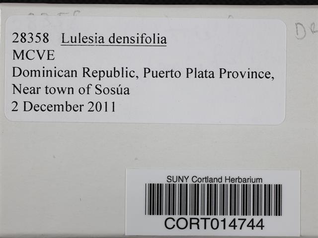 Lulesia densifolia image
