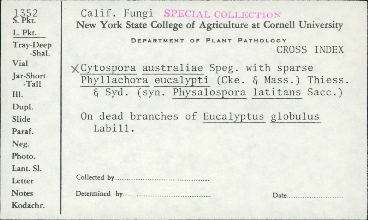 Cytospora australiae image