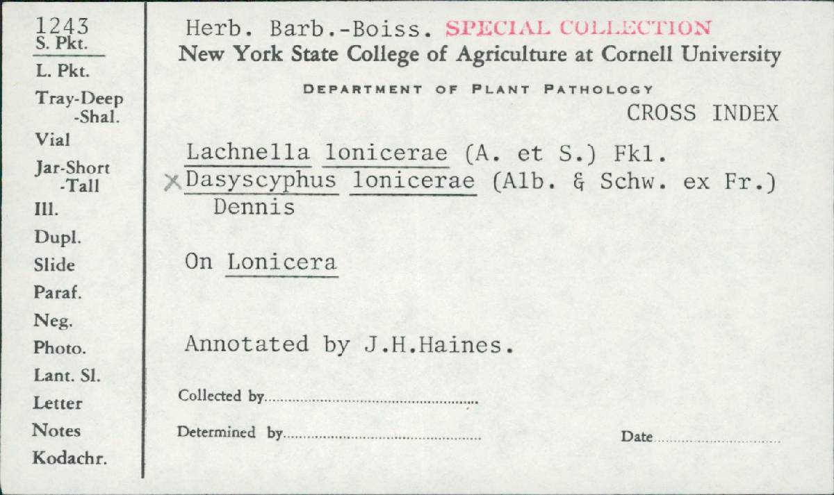 Lasiobelonium lonicerae image