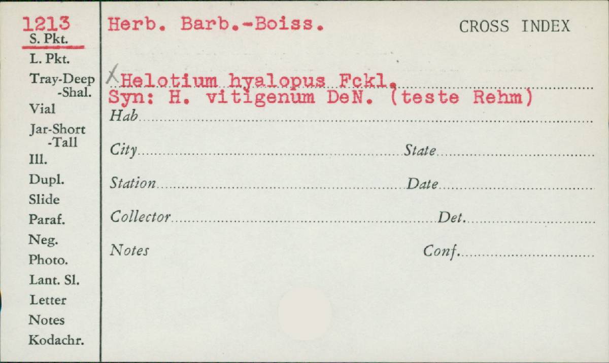 Helotium hyalopus image