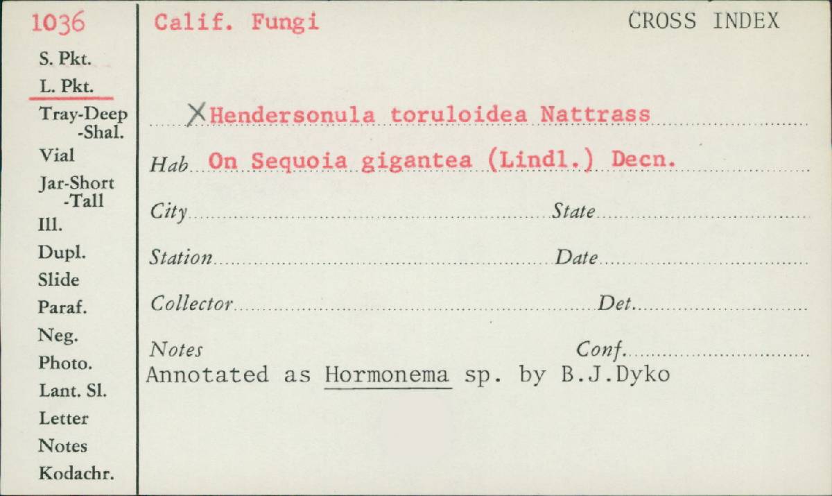 Hormonema image