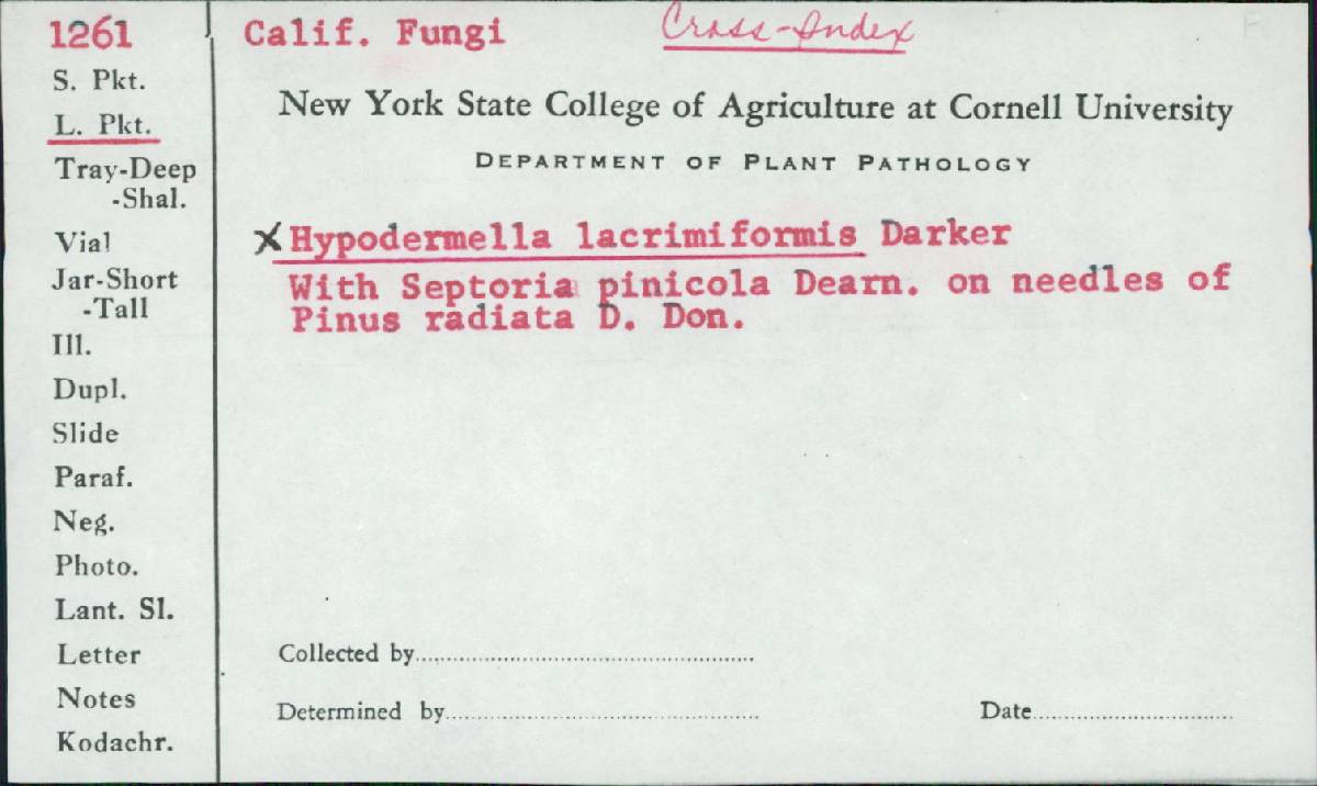 Davisomycella lacrimiformis image