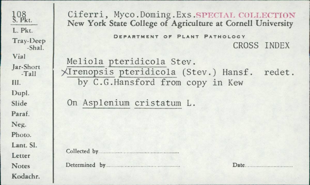 Irenopsis pteridicola image