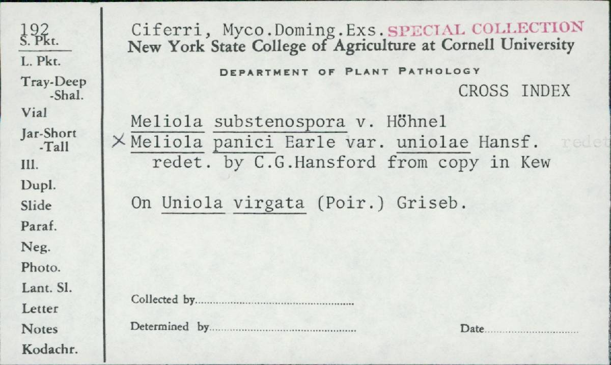 Meliola substenospora image