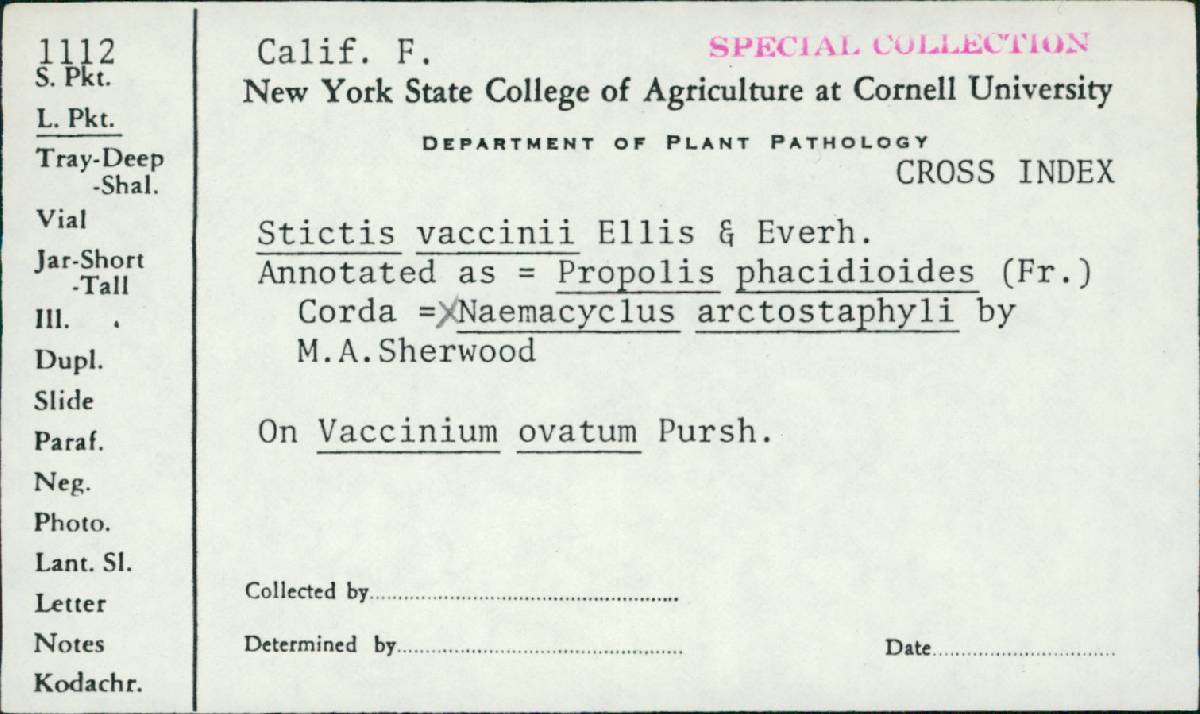 Propolis phacidioides image