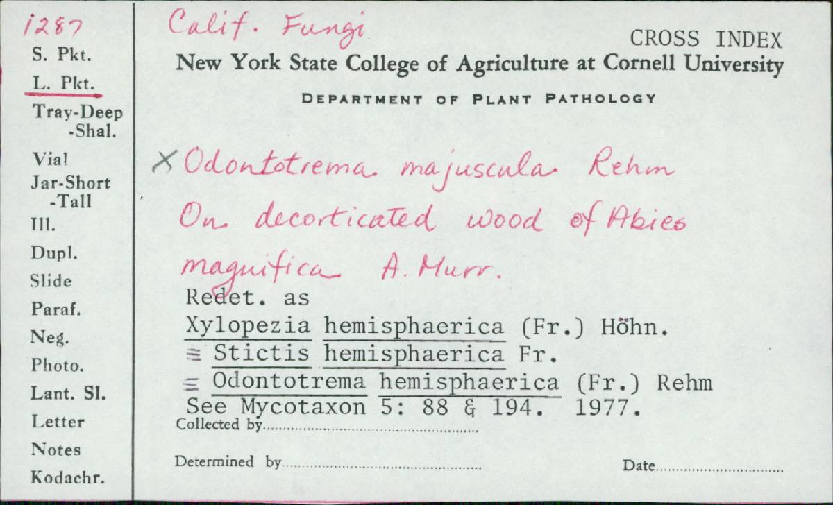 Odontotrema hemisphaericum image