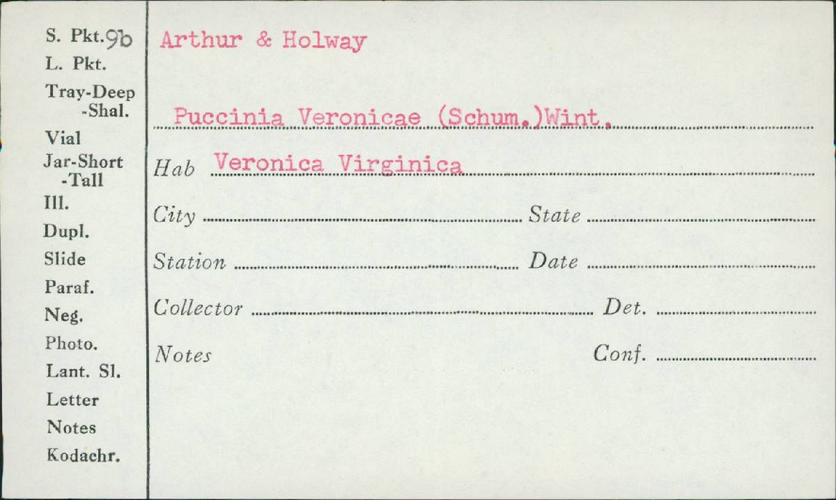 Puccinia veronicae image