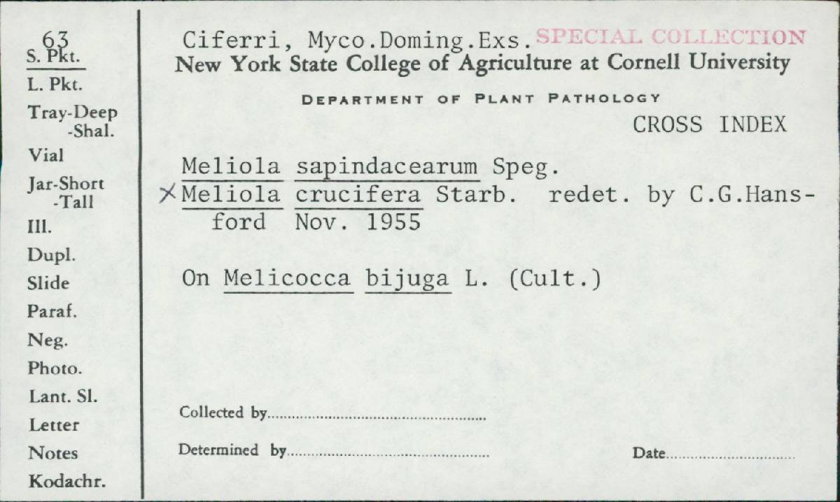 Meliola crucifera image