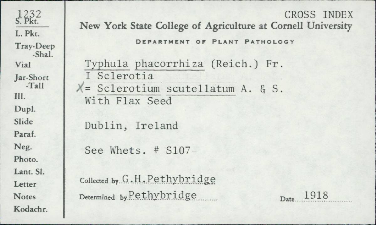 Typhula phacorrhiza image