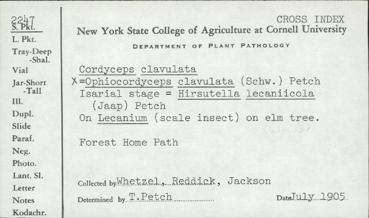 Cordyceps clavulata image