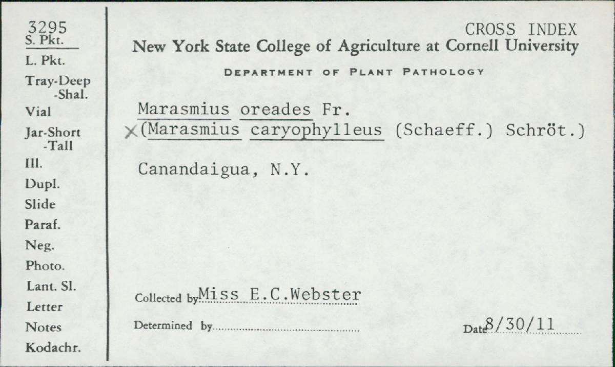 Bagnisiella examinans image