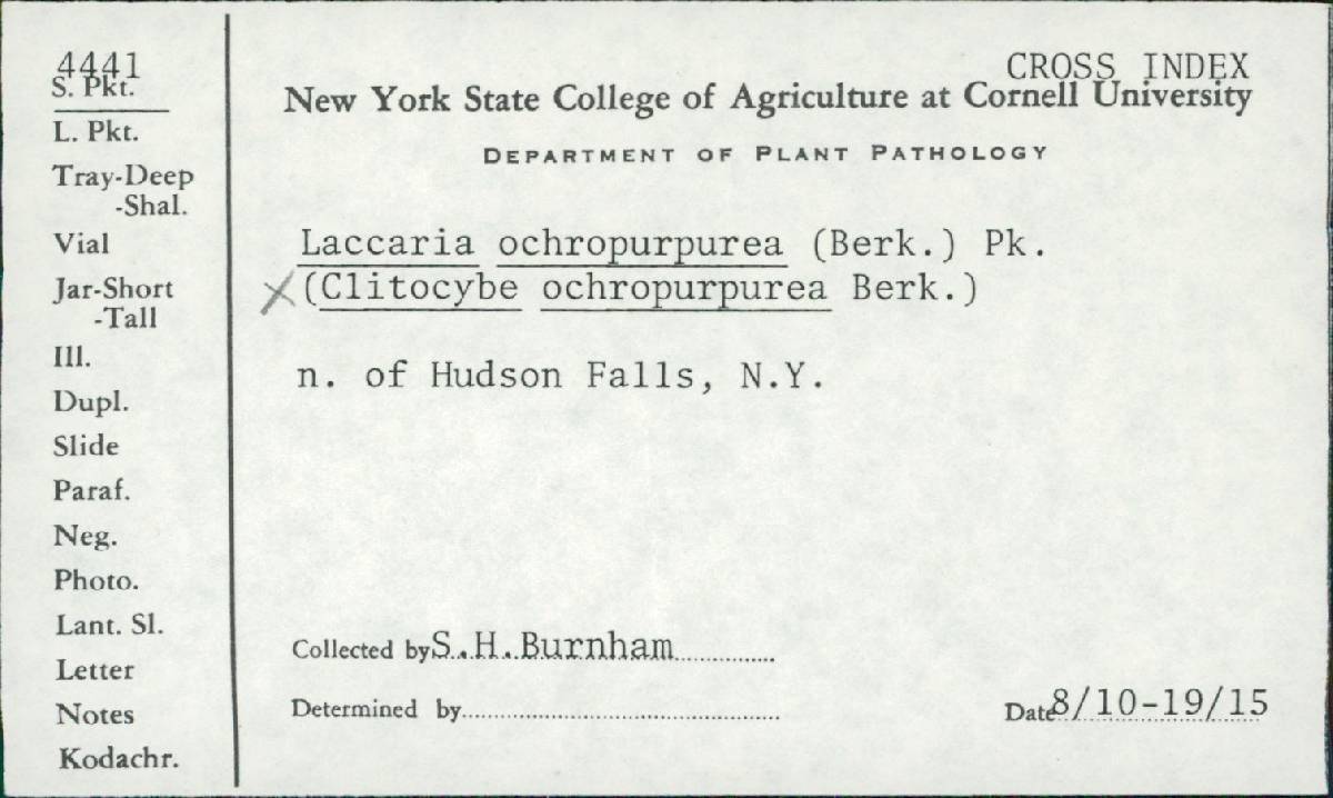 Clitocybe ochropurpurea image