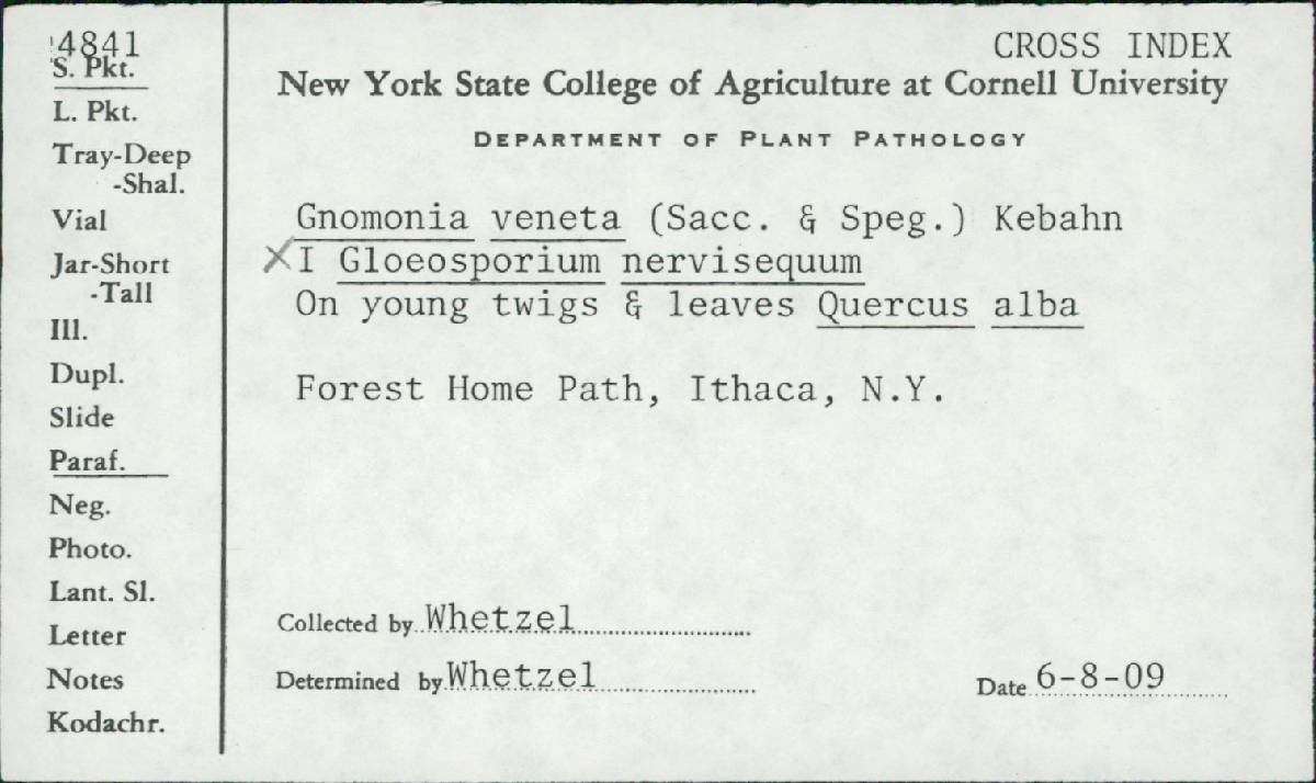 Apiognomonia errabunda image