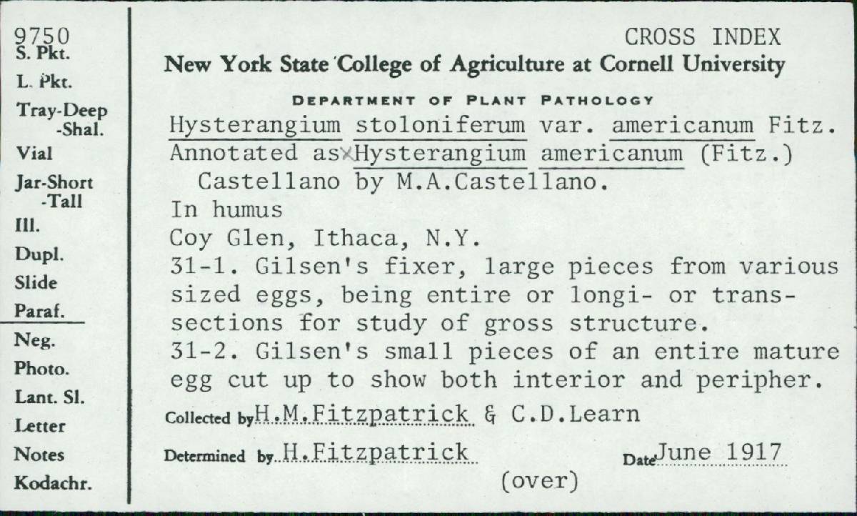 Hysterangium stoloniferum var. americanum image