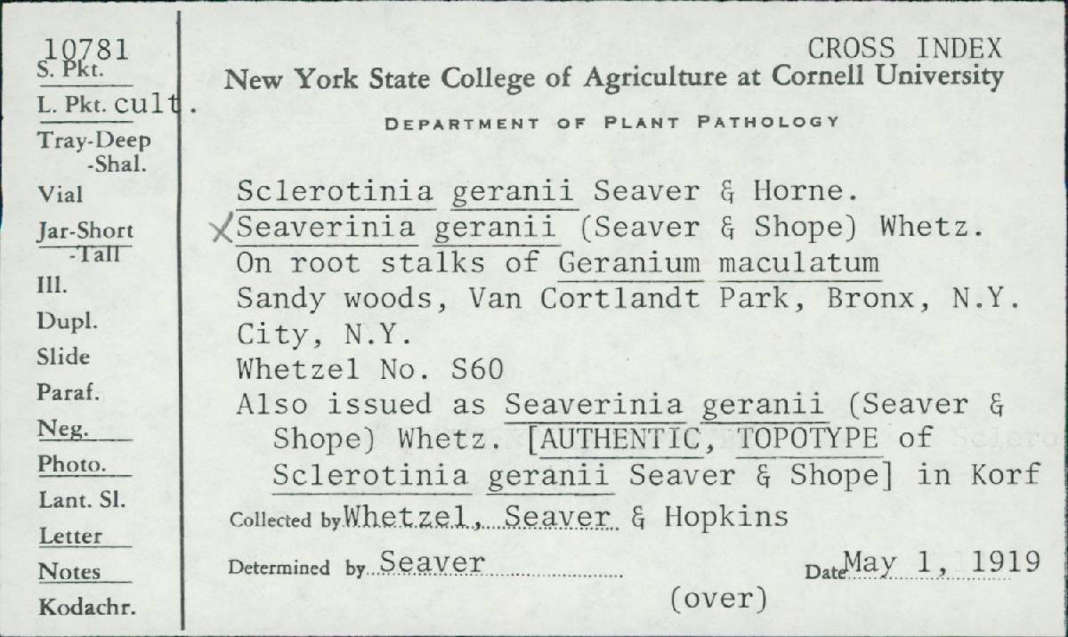 Sclerotinia geranii image