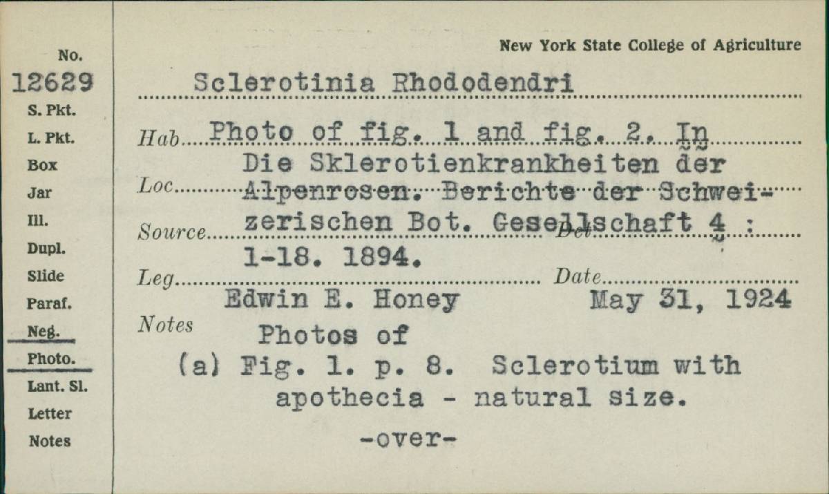 Sclerotinia rhododendri image