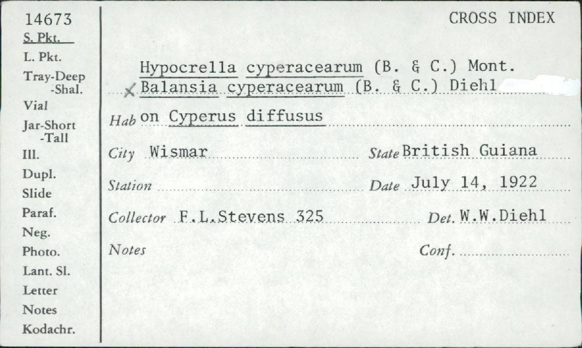 Balansia cyperacearum image
