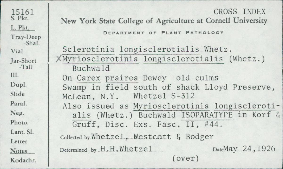 Myriosclerotinia longisclerotialis image