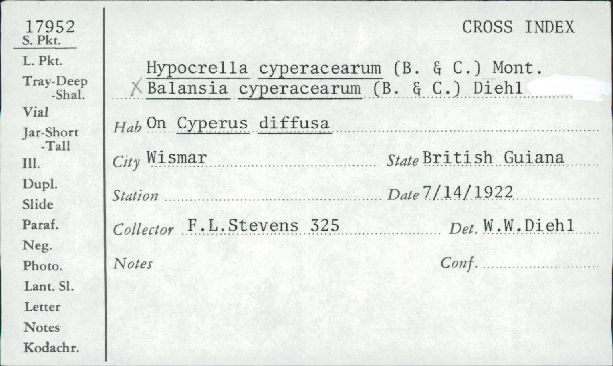 Hypocrella cyperacearum image