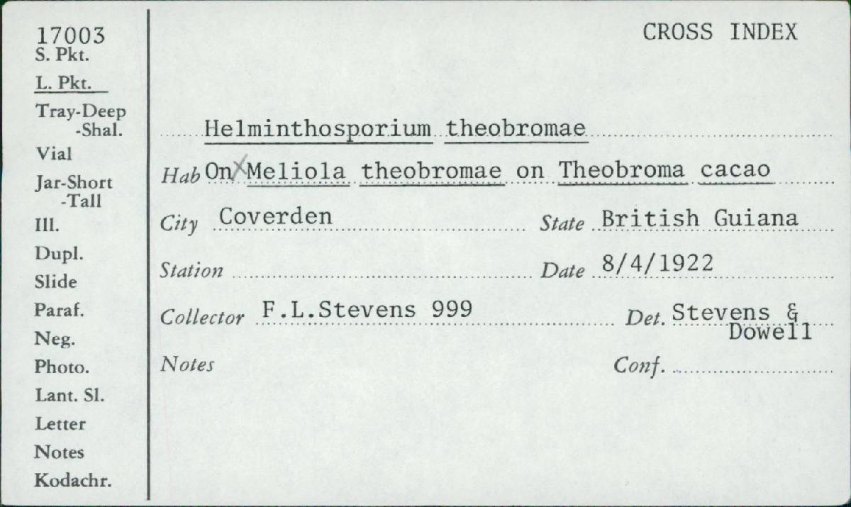Helminthosporium theobromae image