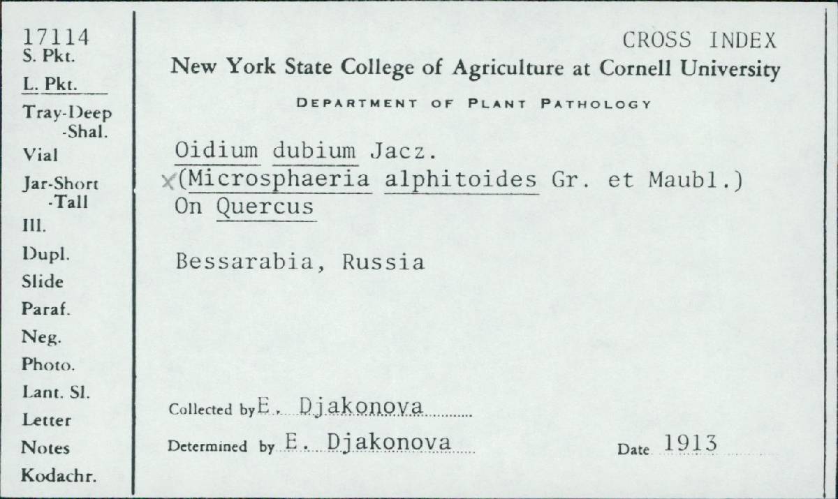 Microsphaera alphitoides image