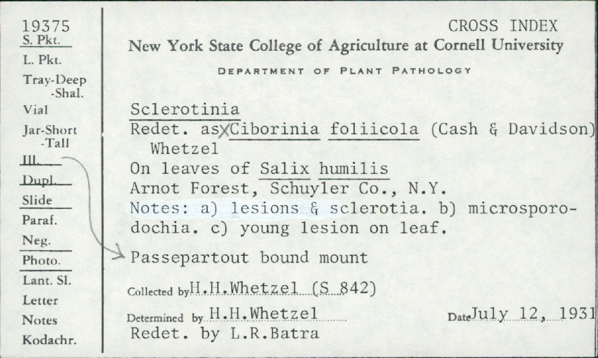 Ciborinia foliicola image