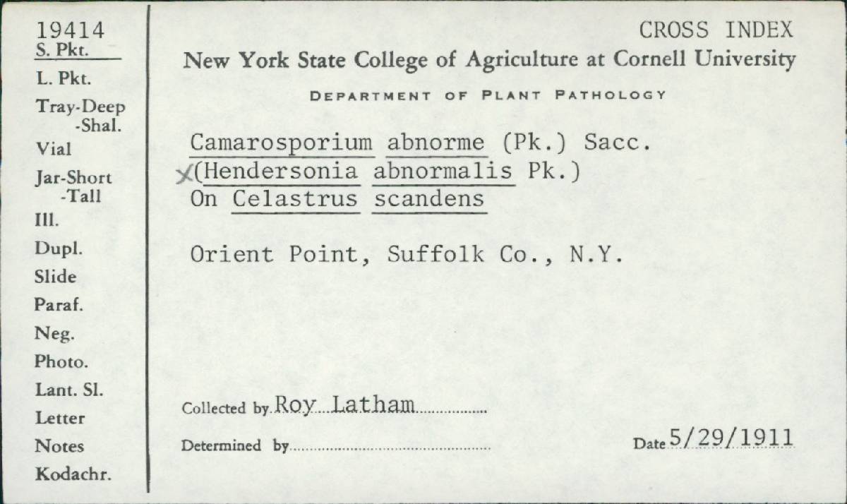 Camarosporium abnorme image