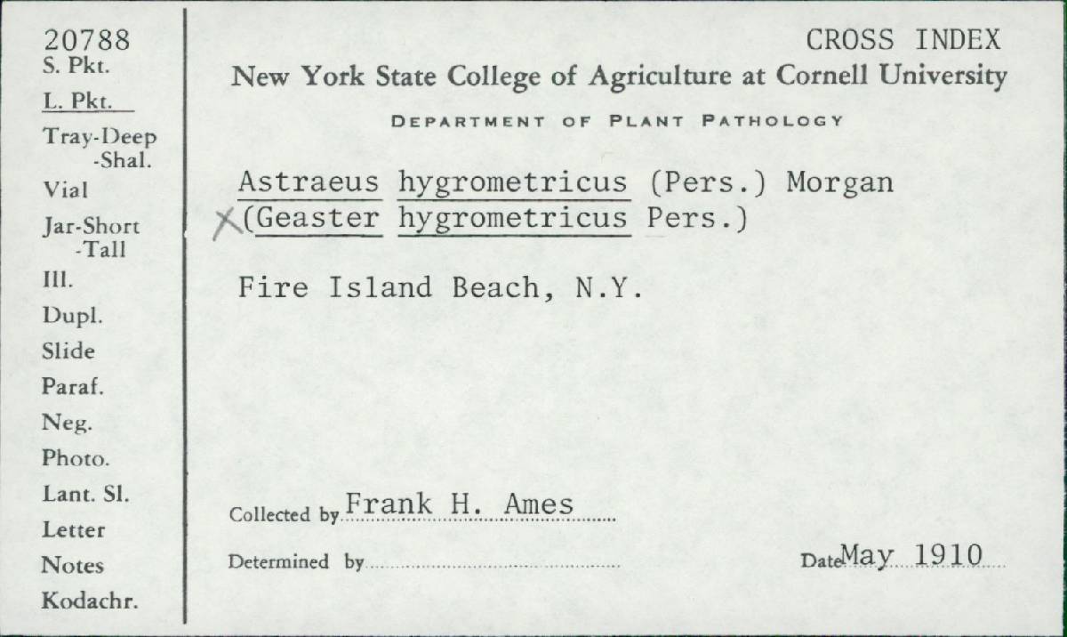 Geaster hygrometricum image