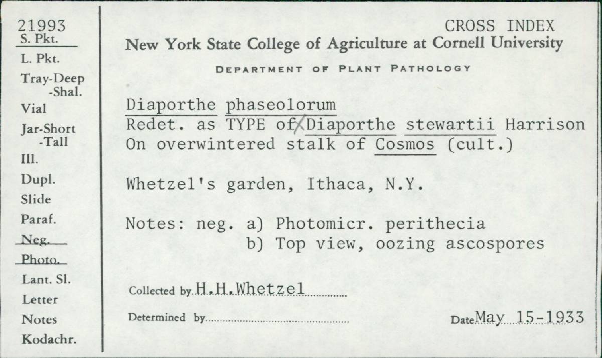 Diaporthe stewartii image