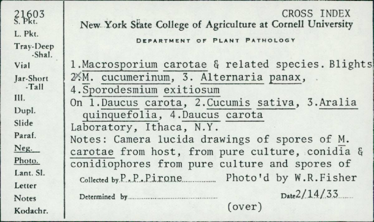 Alternaria panax image