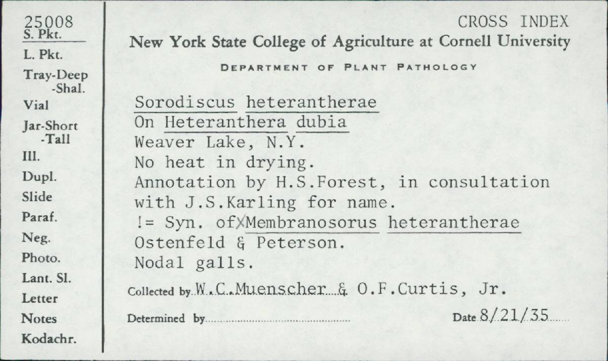 Membranosorus image