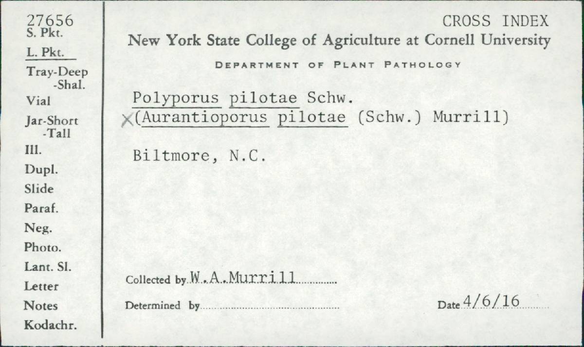 Aurantiporus pilotae image