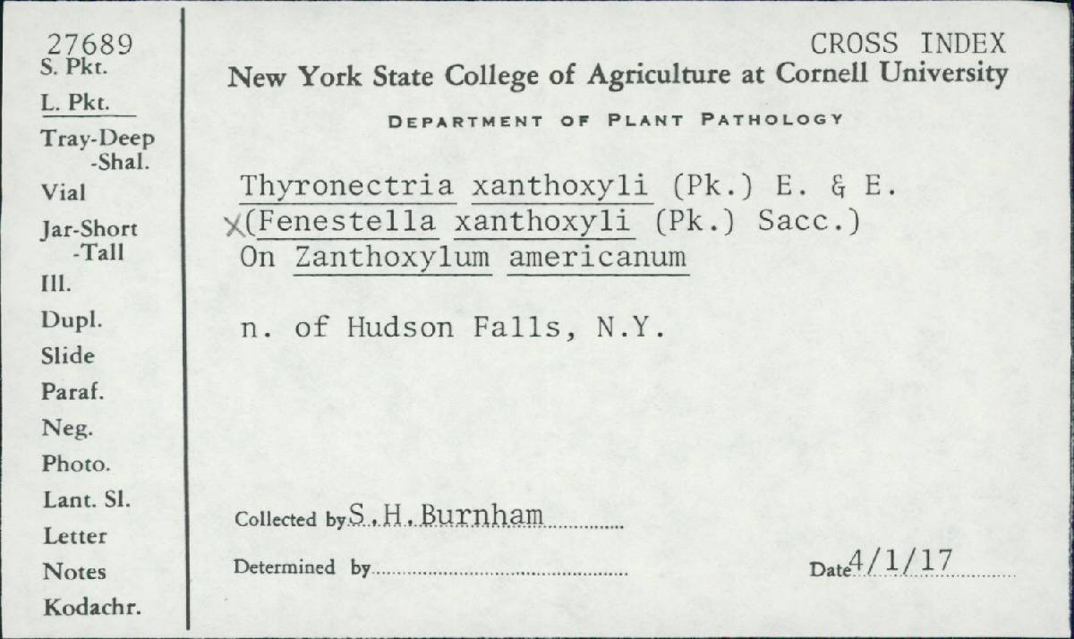 Thyronectria xanthoxyli image