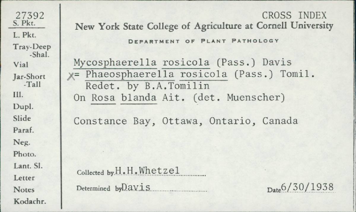 Mycosphaerella rosicola image