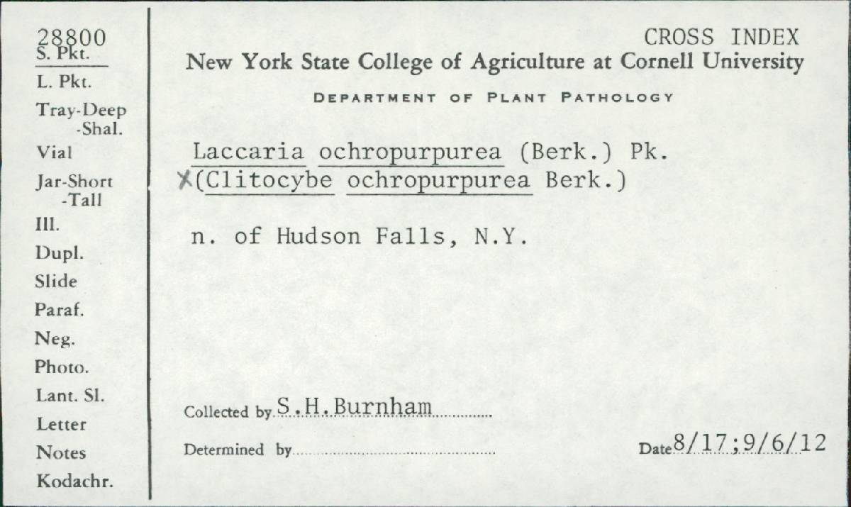 Clitocybe ochropurpurea image