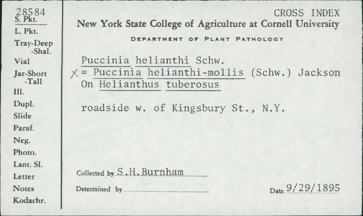 Puccinia helianthi-mollis image