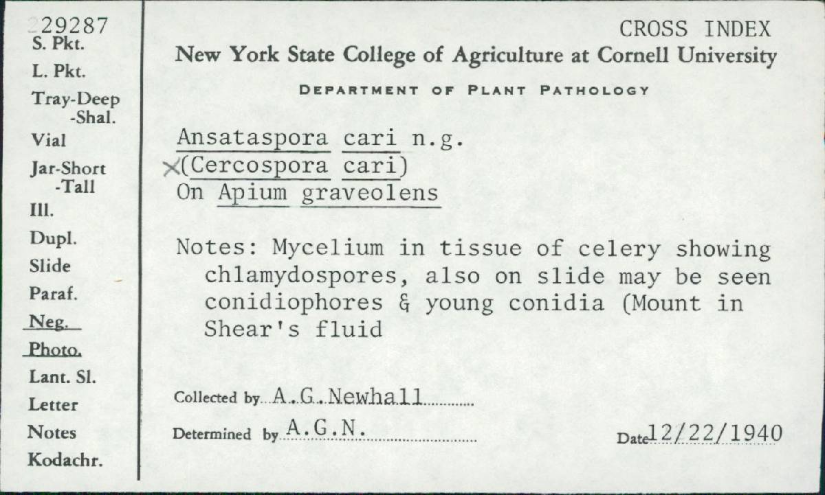 Mycocentrospora acerina image